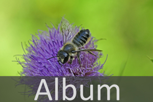 Bienenartige (Apoidea)